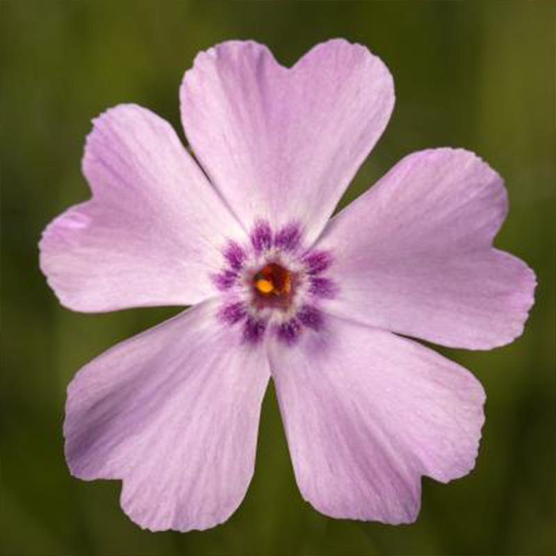 PHLOX 'GOLDIPHLOX LT PINK' 1G