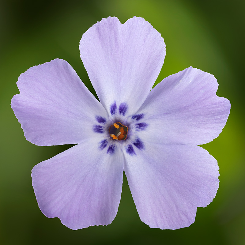 PHLOX 'GOLDIPHLOX LAV' 1G