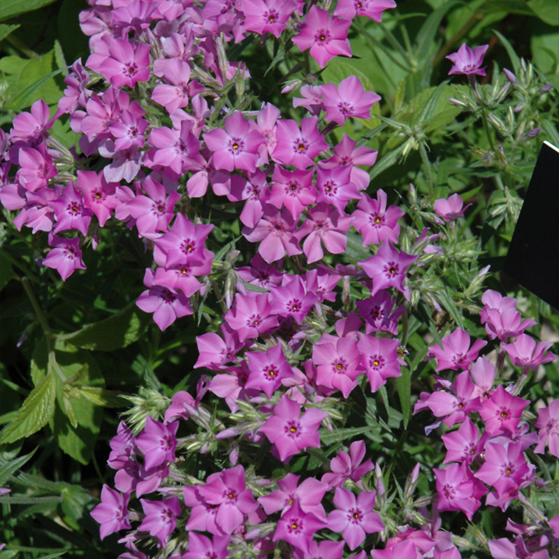 PHLOX 'PILOSA' 1G