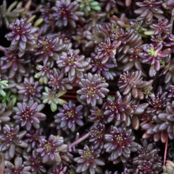 SEDUM 'AUTUMN JOY' 1QT