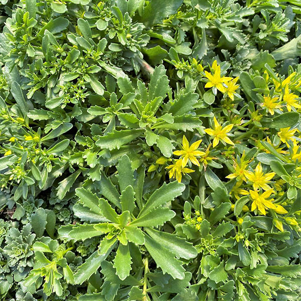 Sedum floriferum Weihenstephaner Gold