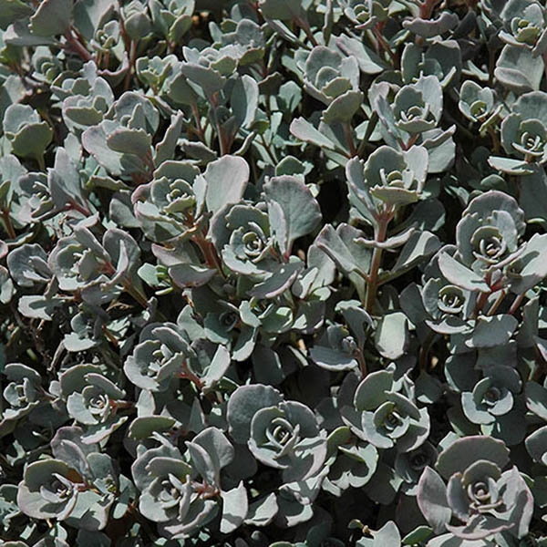 SEDUM DARK MAGIC' 1G