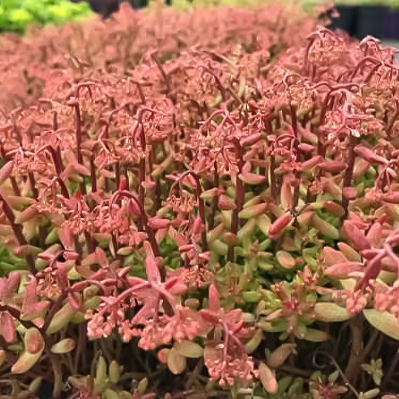 SEDUM 'NERDS' 1G