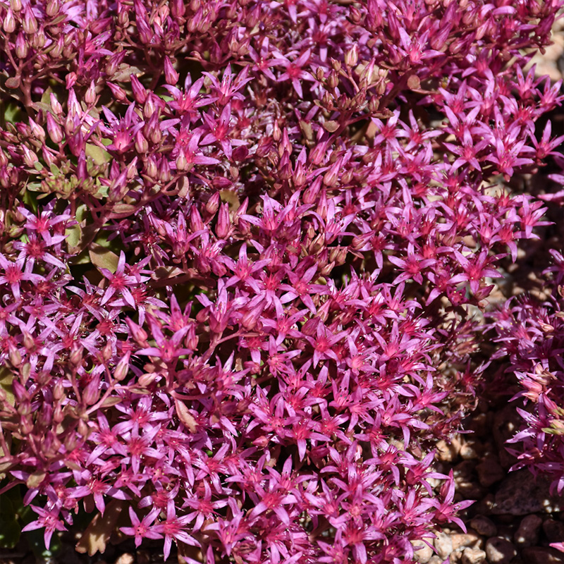 SEDUM 'ROCK CANDY' 1G
