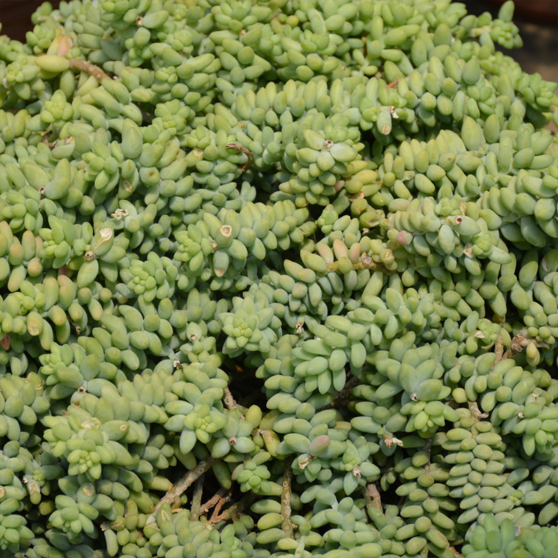 SEDUM 'TRAILING TRIO' 1G