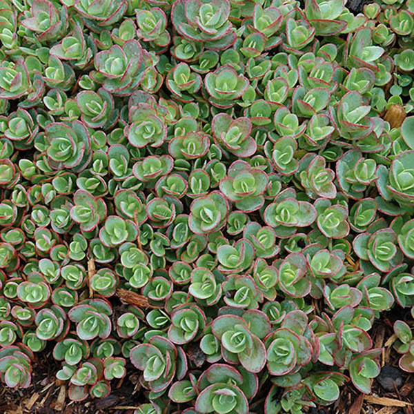 SEDUM 'VOO DOO' 1QT