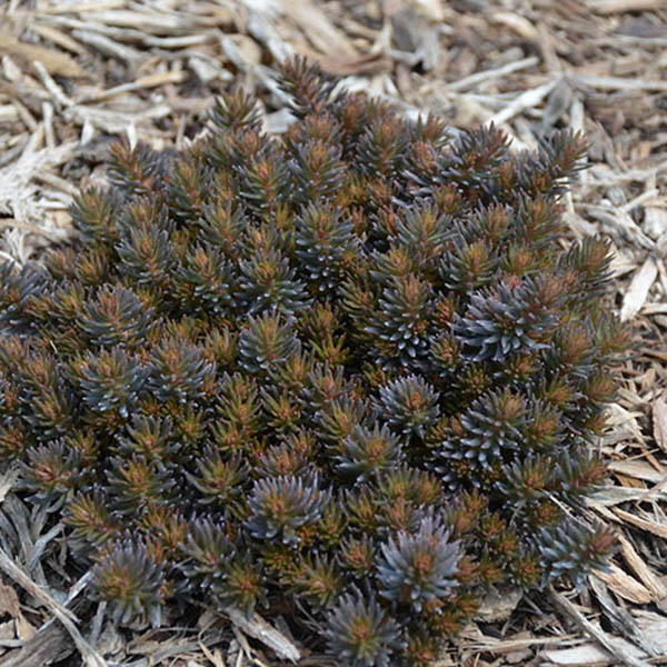SEDUM 'VERA JAMESON' 1QT