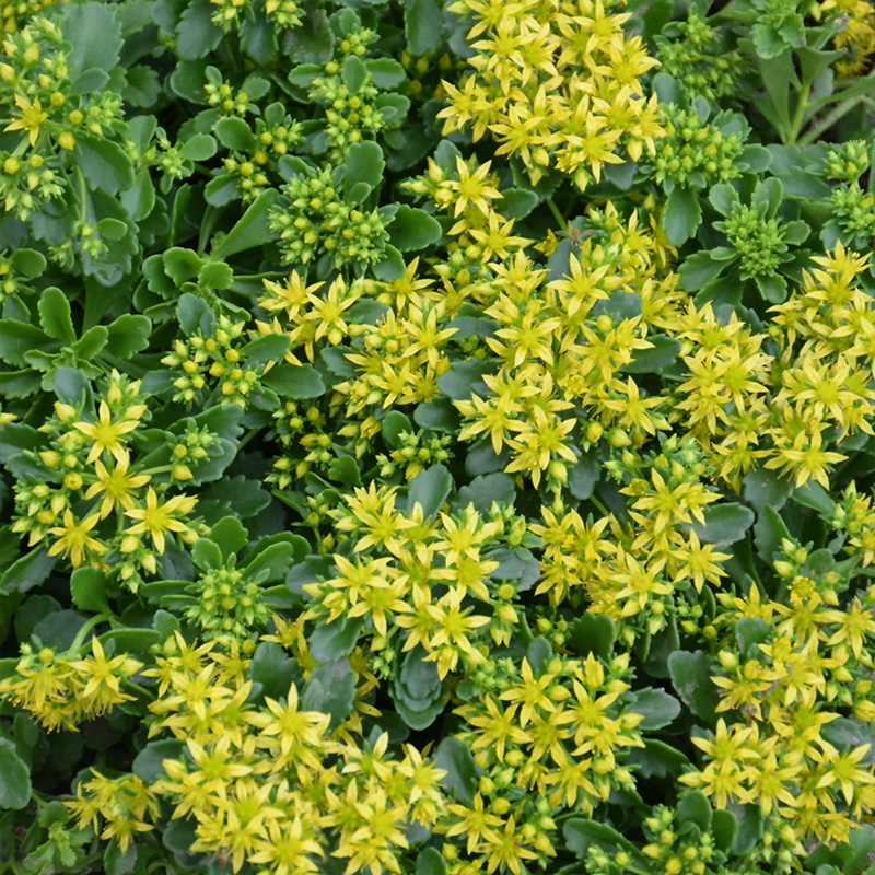 SEDUM 'LITTLE MISS SUNSHINE' 1QT