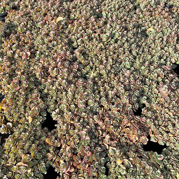 SEDUM 'LARINEM PARK' 1QT
