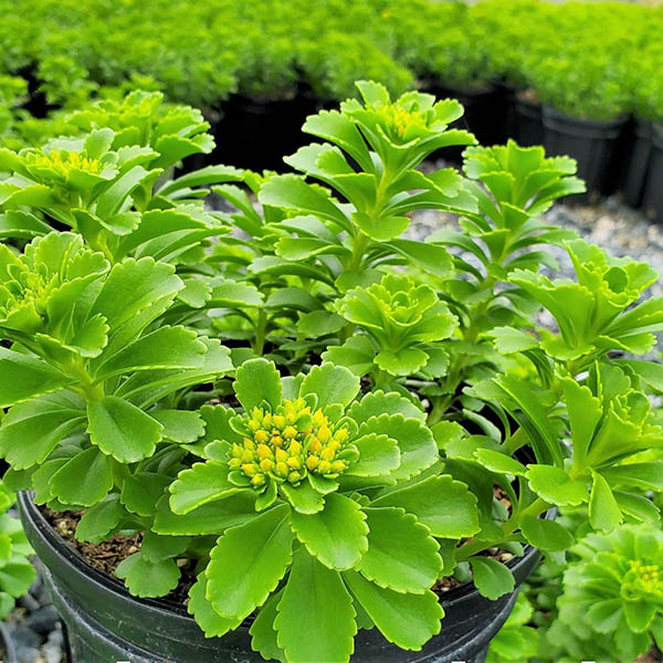 SEDUM 'KAMTSCHATICUM' 1Q