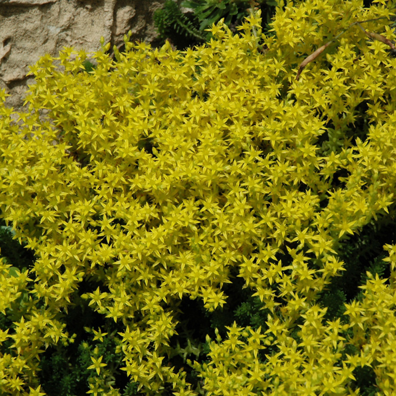 SEDUM 'ACRE GOLD MOSS' QT