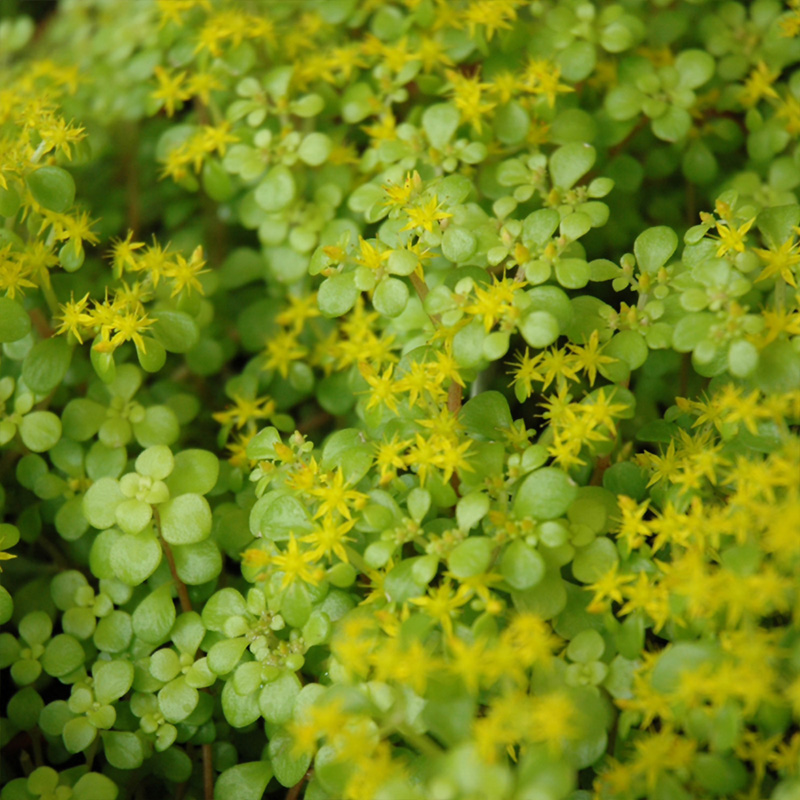 SEDUM 'OGON' QT