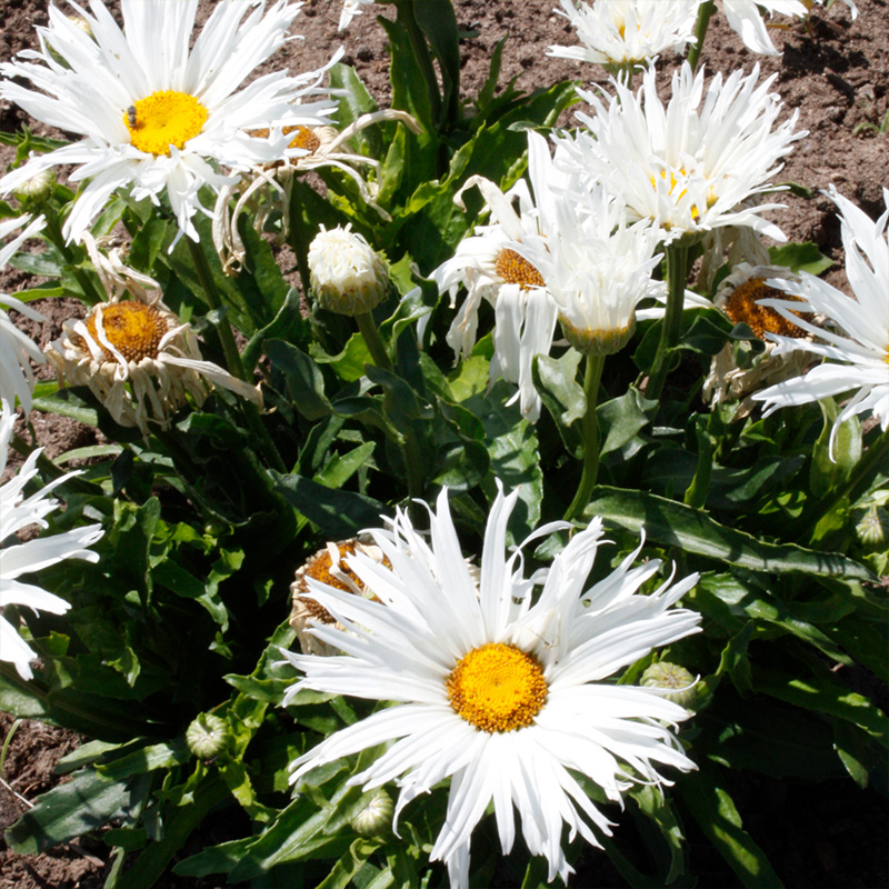 LEUCANTHEMUM 'SPUN SILK' 1G