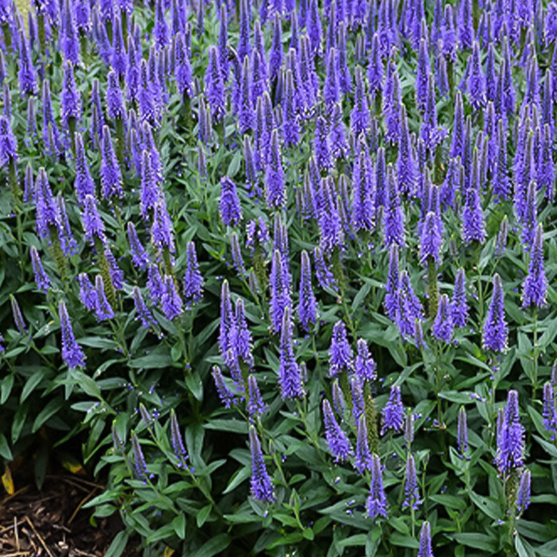 VERONICA 'SKYWARD BLUE' 1G