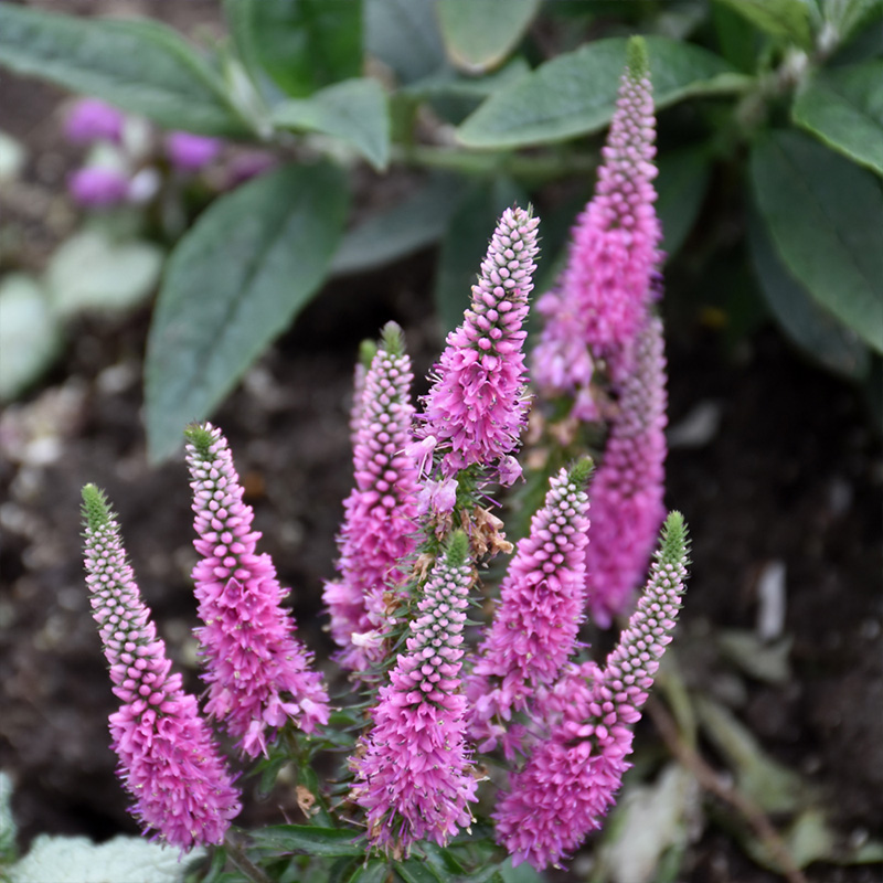 VERONICA 'MS PINK POTION' 1G