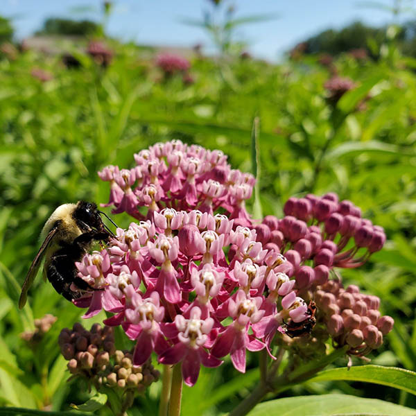 ASCLEPIAS 'INCARNATA' QT