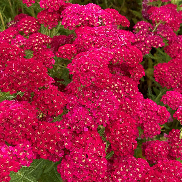 ACHILLEA 'POMEGRANATE' 1G