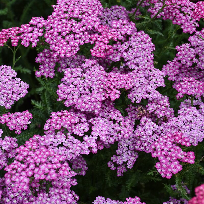 ACHILLEA 'NEW VINT VIOLET' 1QT