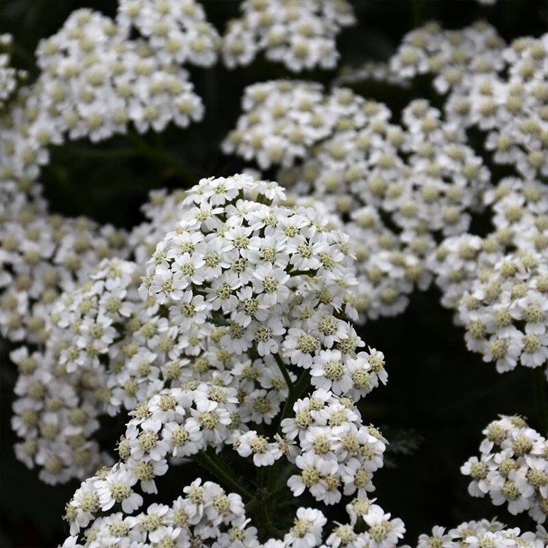 ACHILLEA 'NEW VINT WHITE' 1G