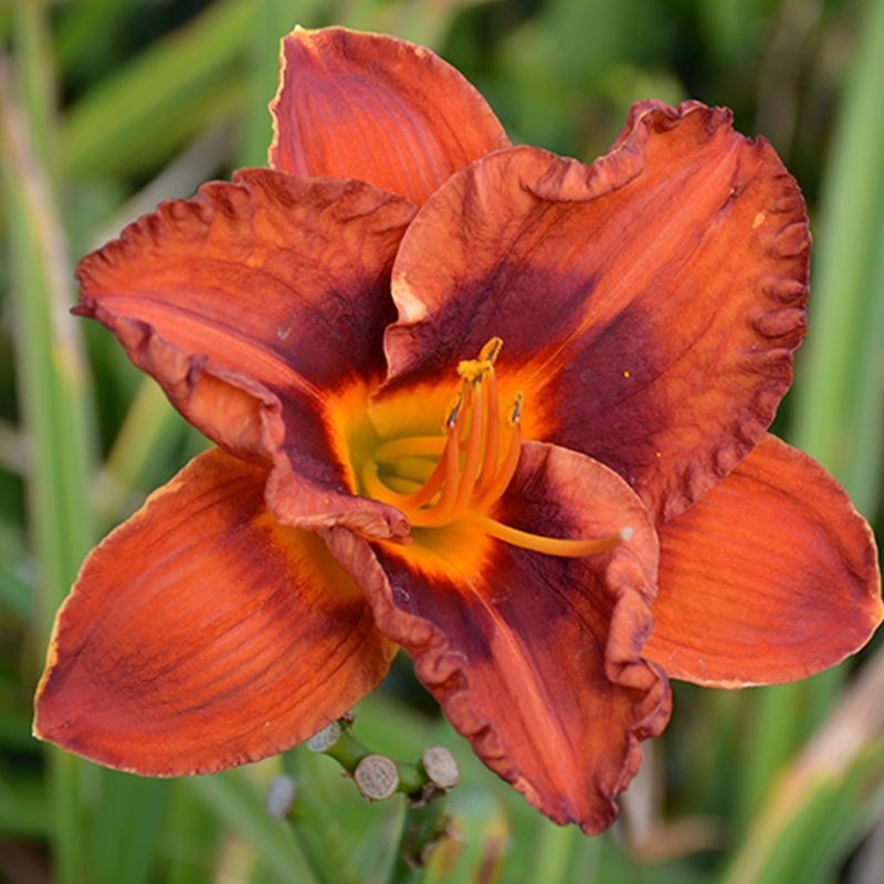 HEMER 'MIGHTY CHESTNUT' 1G