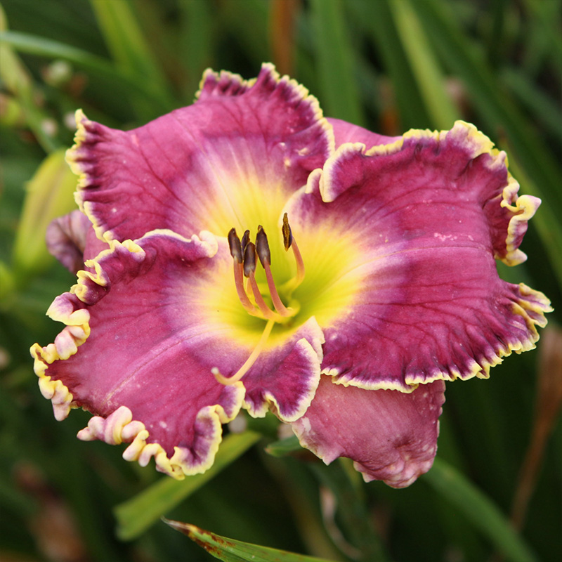 HEMER 'RASPBERRY ECLIPSE' 1G
