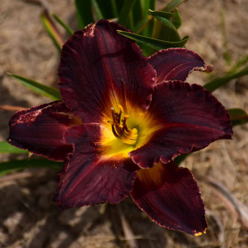 HEMER 'BLACK VELVET BABY' 2G