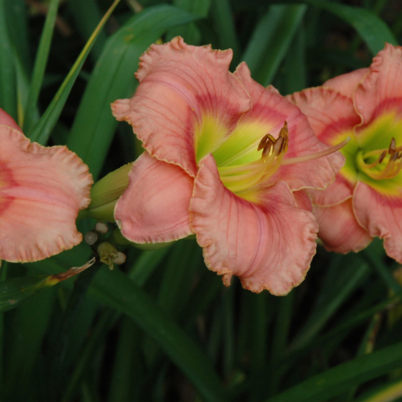 HEMER 'ELEGANT CANDY' 2G
