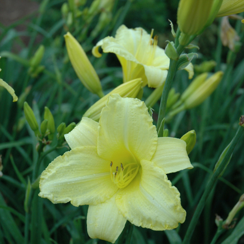 HEMER 'HAPPY ENCHANTMENT' 2G