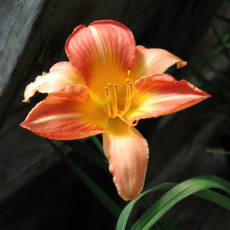 HEMER 'HOT EMBER' 2G