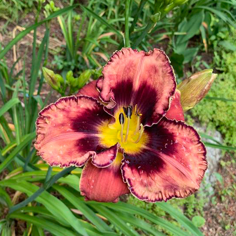 HEMER 'MANICURED MAJESTY' 2G