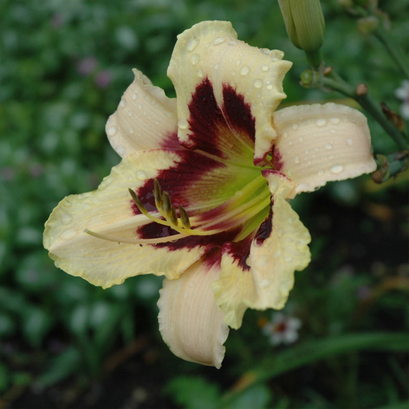 HEMER 'MOONLIT MASQUERADE' 2G