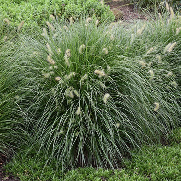 MUHLENBERGIA 'WHITE CLOUD' 3G