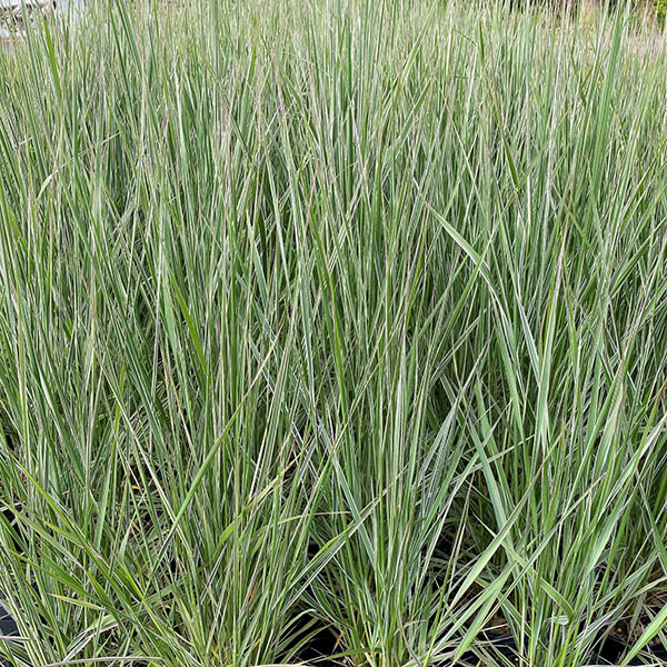ANDROPOGON 'BLACKHAWKS' 3G