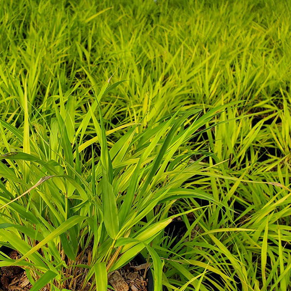 HAKONECHLOA 'ALL GOLD' 1G