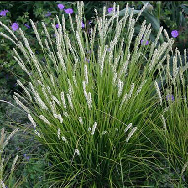 SESLERIA 'AUTUMNALIS' 1G