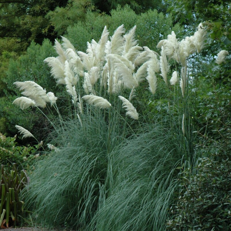 CORTADERIA SELLOANA  3G
