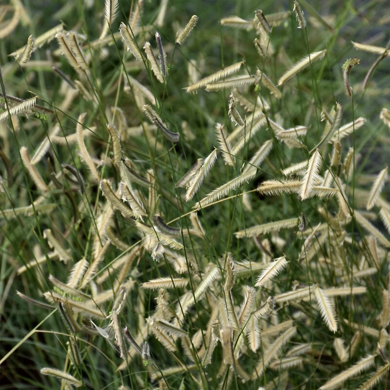 BOUTELOUA 'GRACILIS' 1G