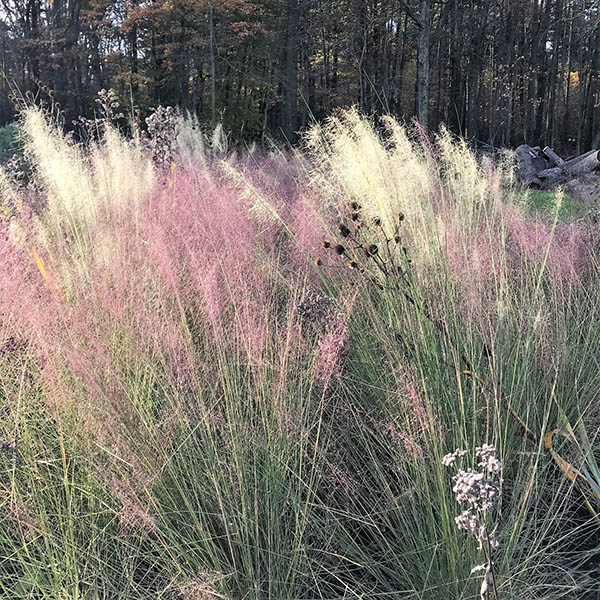 MUHLENBERGIA 'CAPILLARIS' 1G