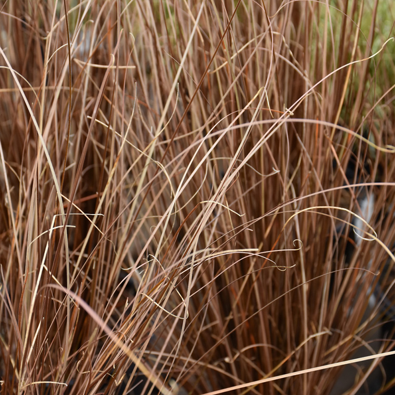 CAREX 'RED ROOSTER' 1QT