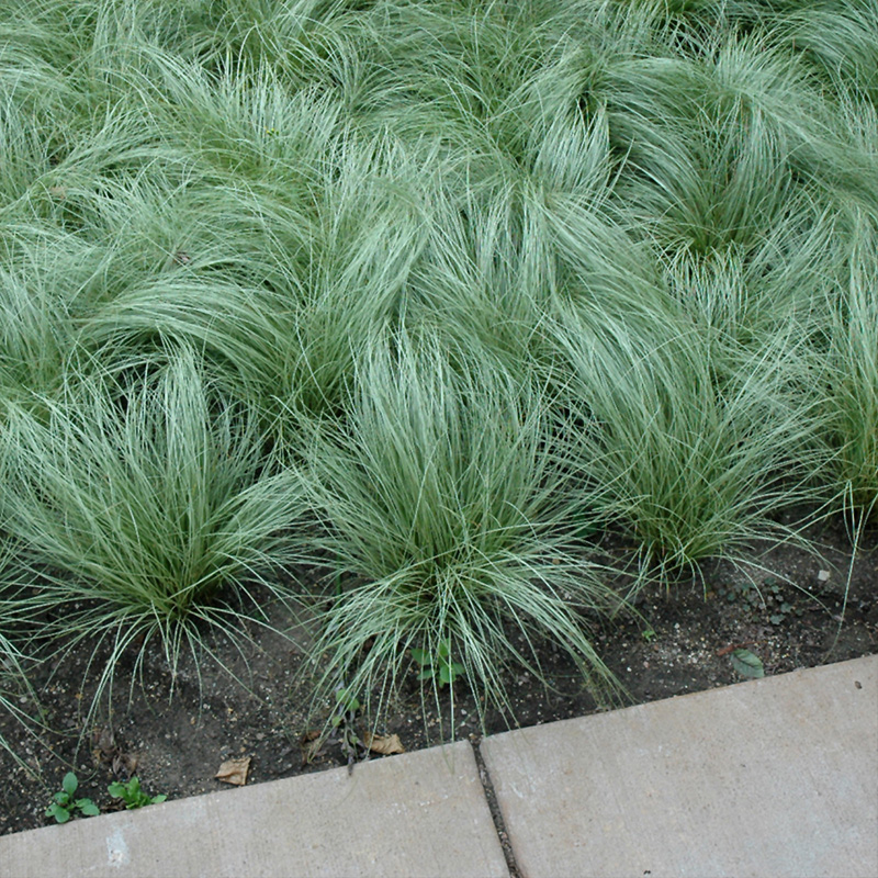 CAREX 'AMAZON MIST' 1QT