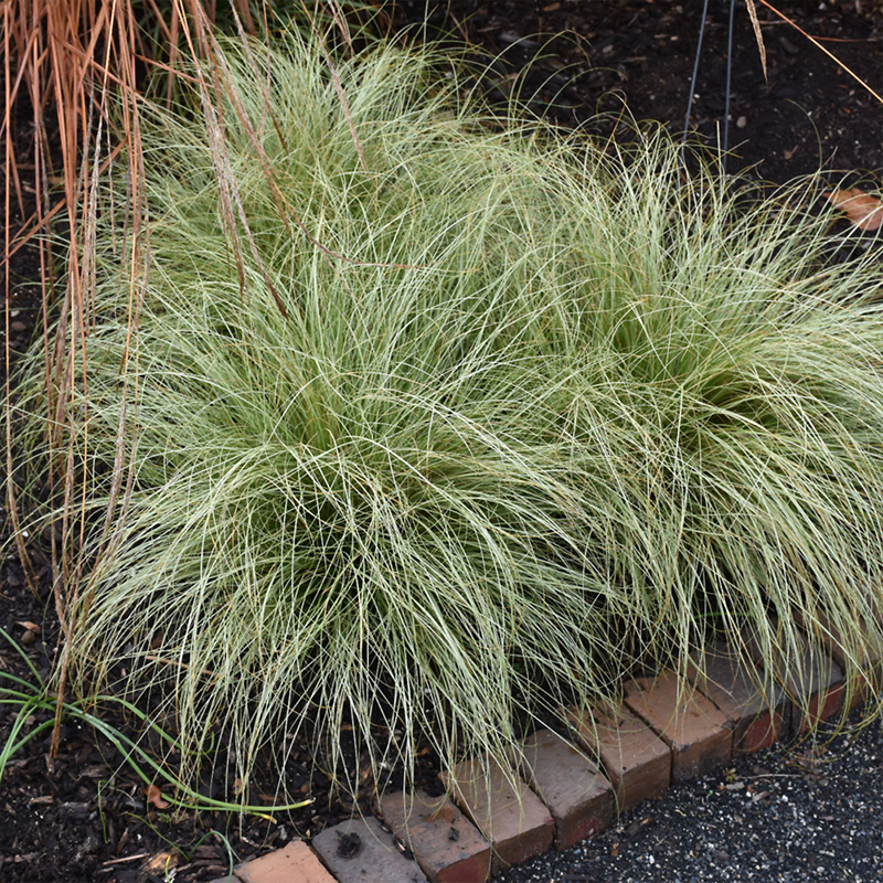 CAREX 'FROSTED CURLS' 1QT
