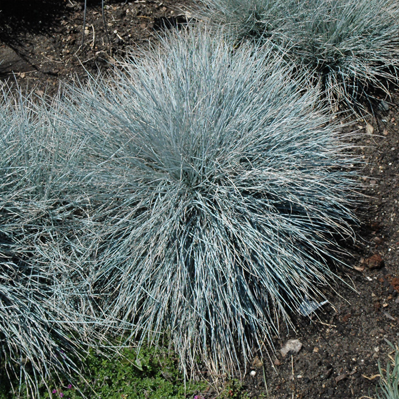 FESTUCA 'ELIJAH BLUE' 1QT