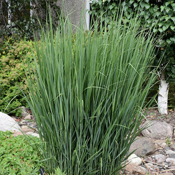 PANICUM 'NORTHWIND' 1G