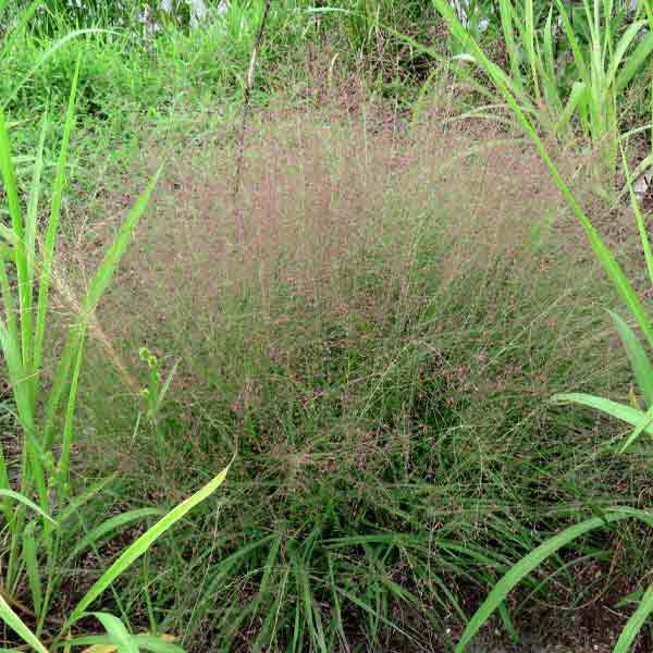 ERAGROSTIS 'SPECTABILIS' 1G