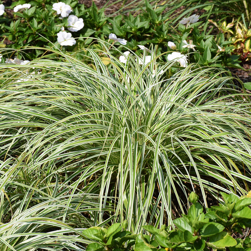 CAREX 'FEATHER FALLS' 1G