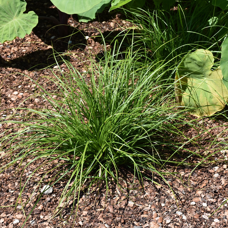 CAREX CHEROKEENSIS 1G