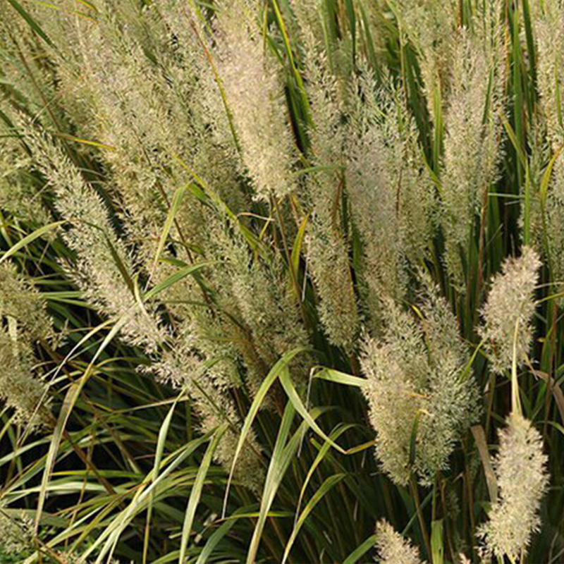 CALAMAGROSTIS 'FEATHER FAB' 3G