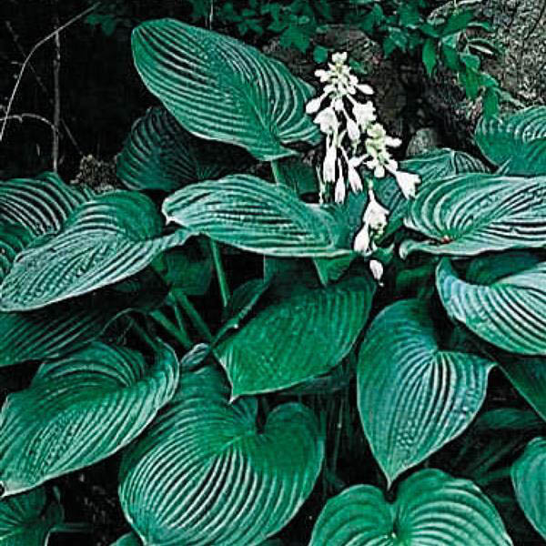 HOSTA 'ELEGANS' 1G