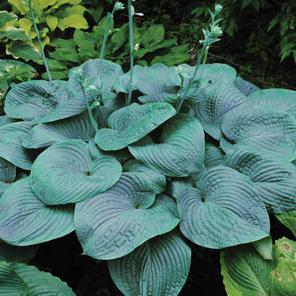 HOSTA 'HUMPBACK WHALE' 1G