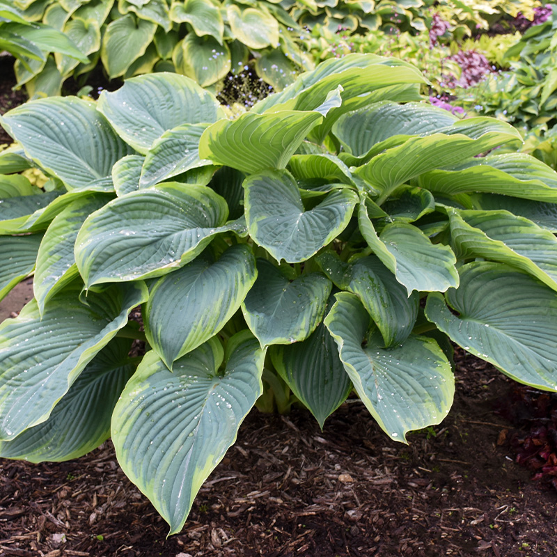 HOSTA 'SHADOWLND WU-LA-LA' PW 1G